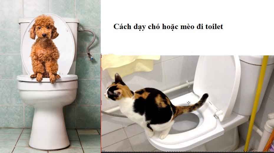 Cách dạy chó mèo đi toilet đúng cách