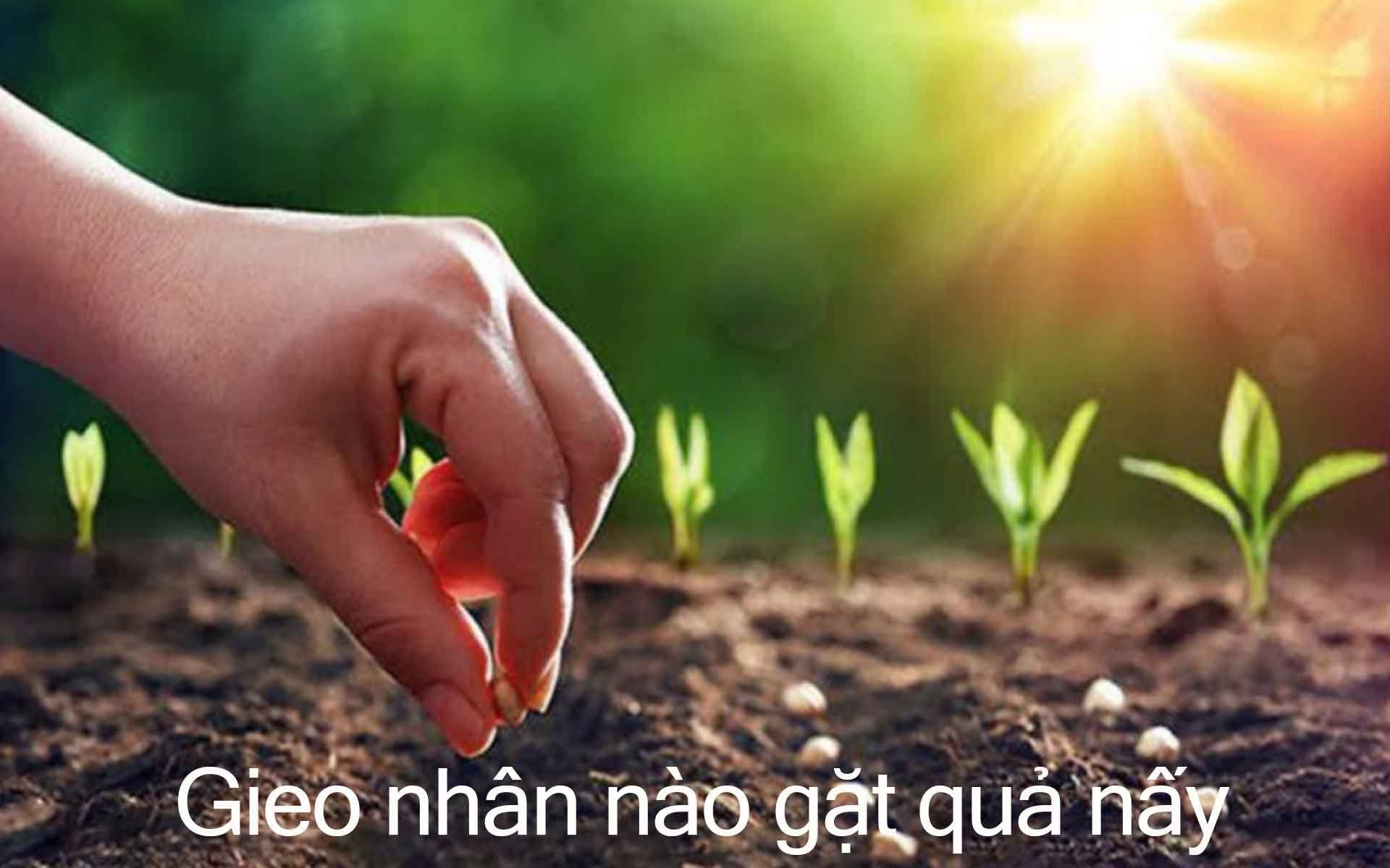 Gieo nhân nào gặt quả nấy